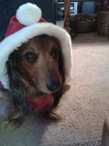 a dog wearing a santa hat
