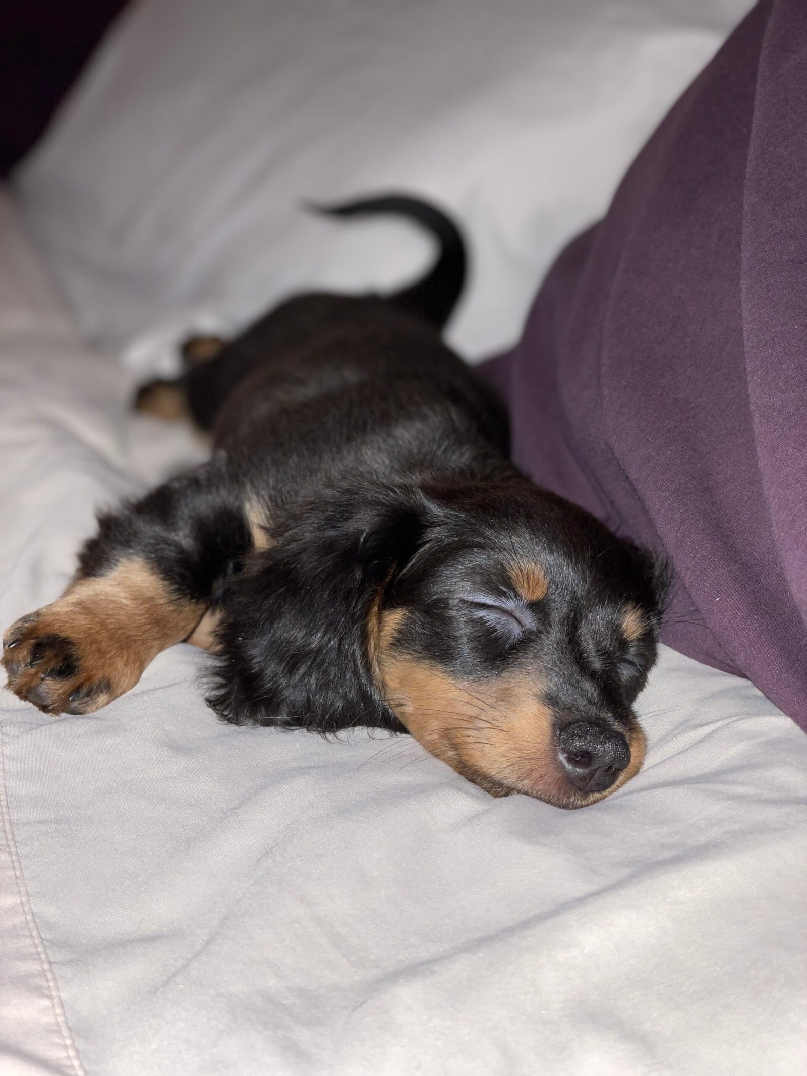 a puppy sleeping on a bed