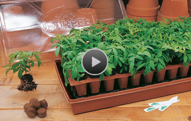 How to Start Vegetable Seeds Part 1