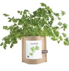 Cilantro In A Bag