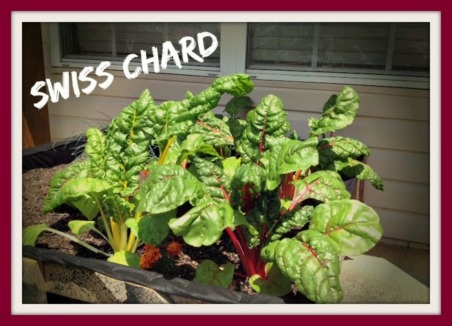 Swiss Chard