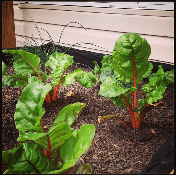 Swiss Chard